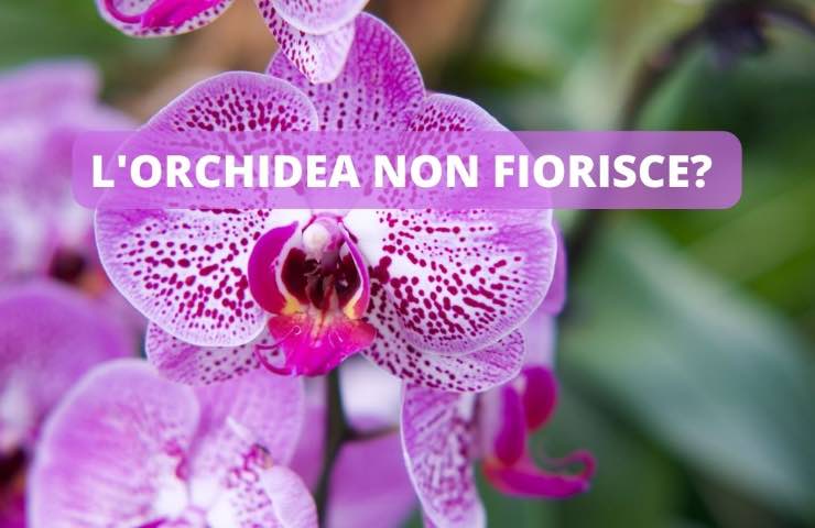 orchidea fiori mancati