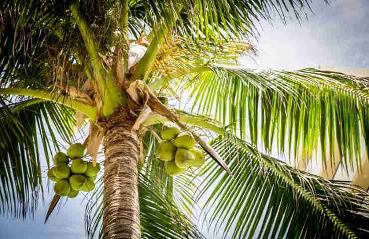 foglie palme cocco