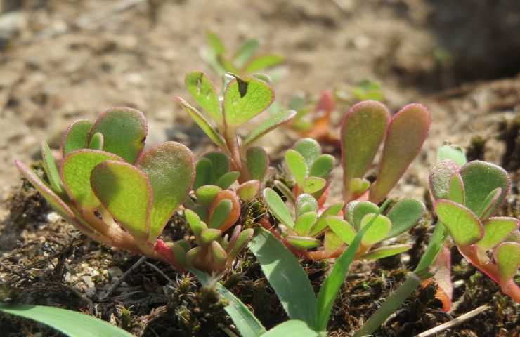 foglie portulaca oleracea