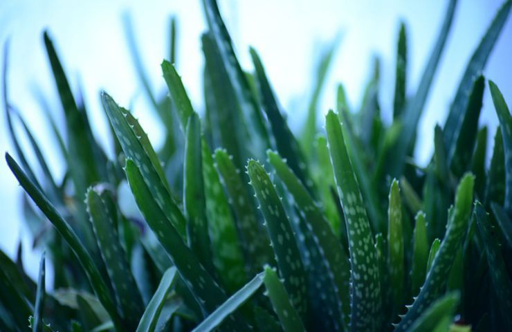 punte foglie aloe