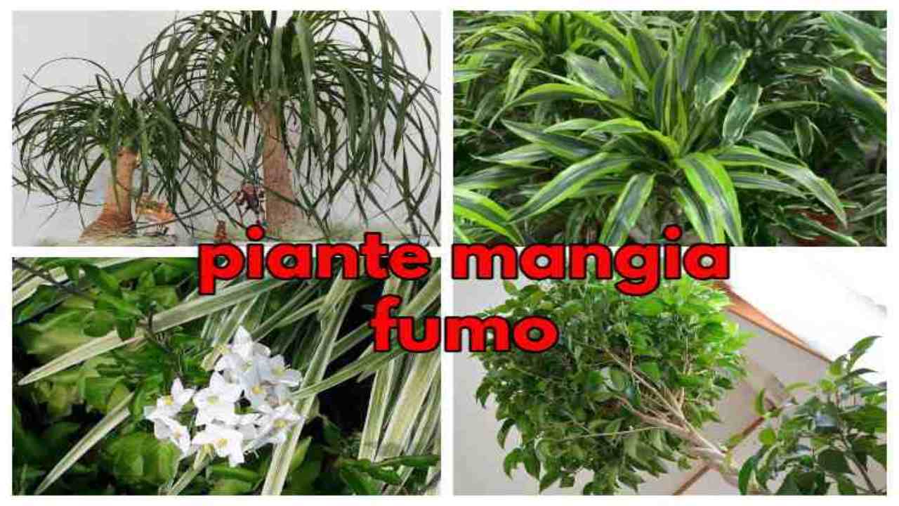 piante ossigeno aria odori