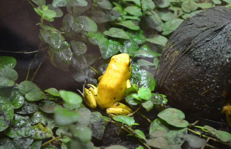 Animali pericolosi golden frog