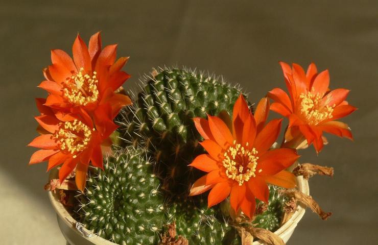 Rebutia pianta coltivaziome