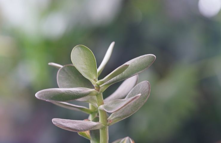 albero soldi sapere coltivarlo in casa