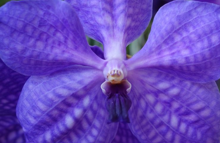 Orchidea Vanda zoom