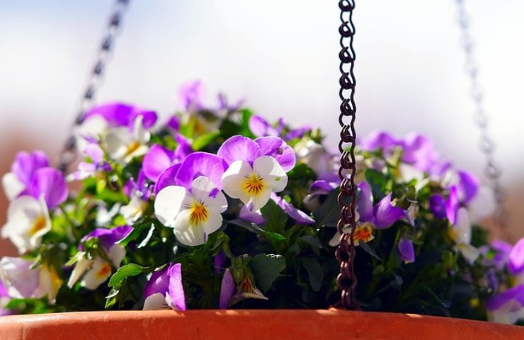 piante invernali perfette giardino balcone