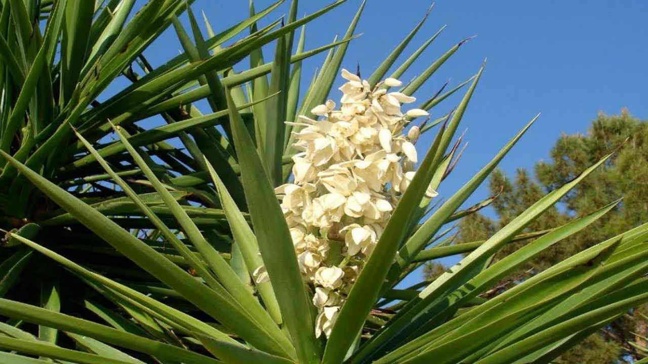 yucca di cosa bisogno fiorire in cima