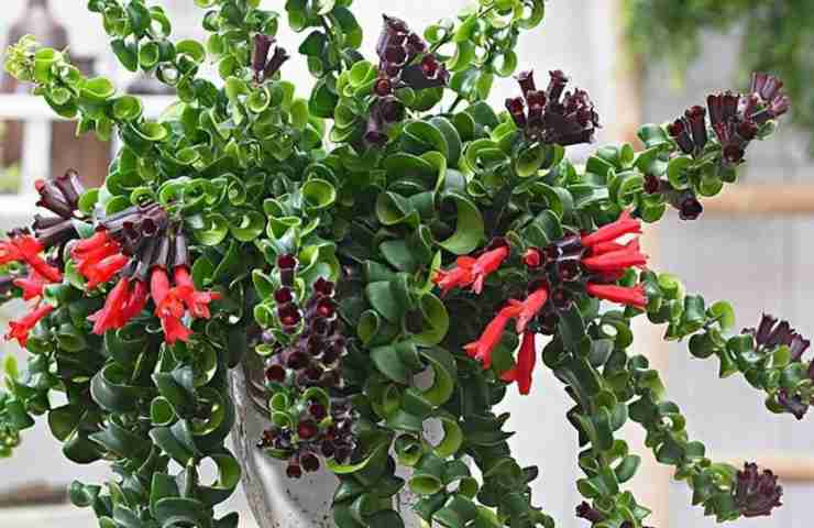 Aeschynanthus cure 