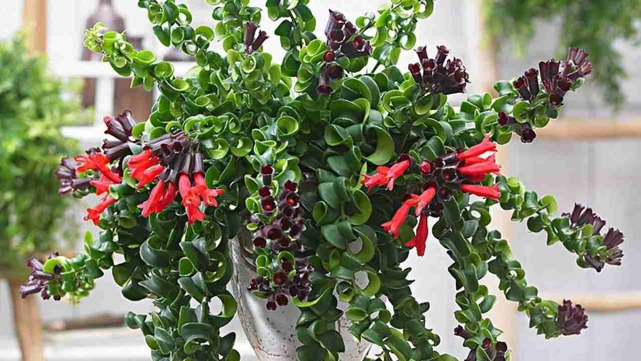 Aeschynanthus coltivazione
