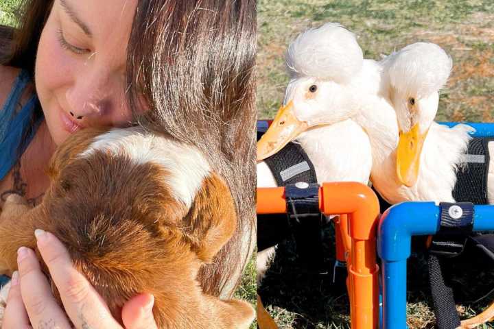 lascia lavoro dedica animali disabili storia Amanda Clark