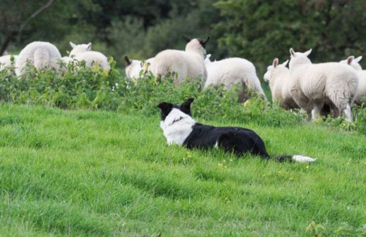 caratteristiche cane pastore