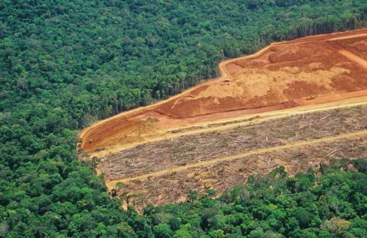 restrizioni prodotti deforestazione