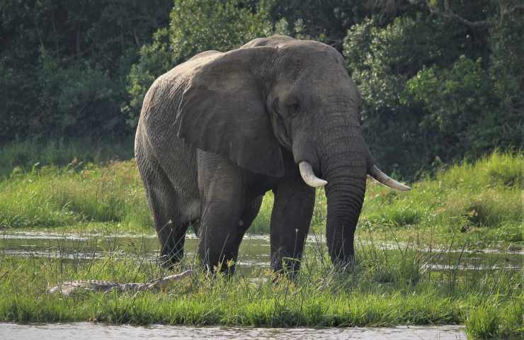 jumbo elefante ispirato Dumbo