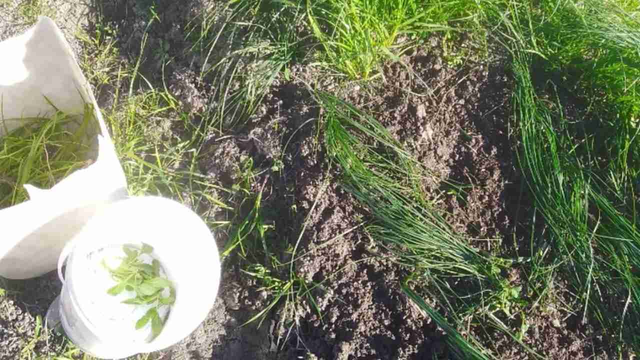 Diserbante fai da te