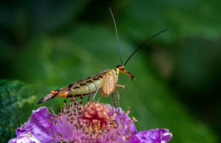 mosca scorpione mecotteri