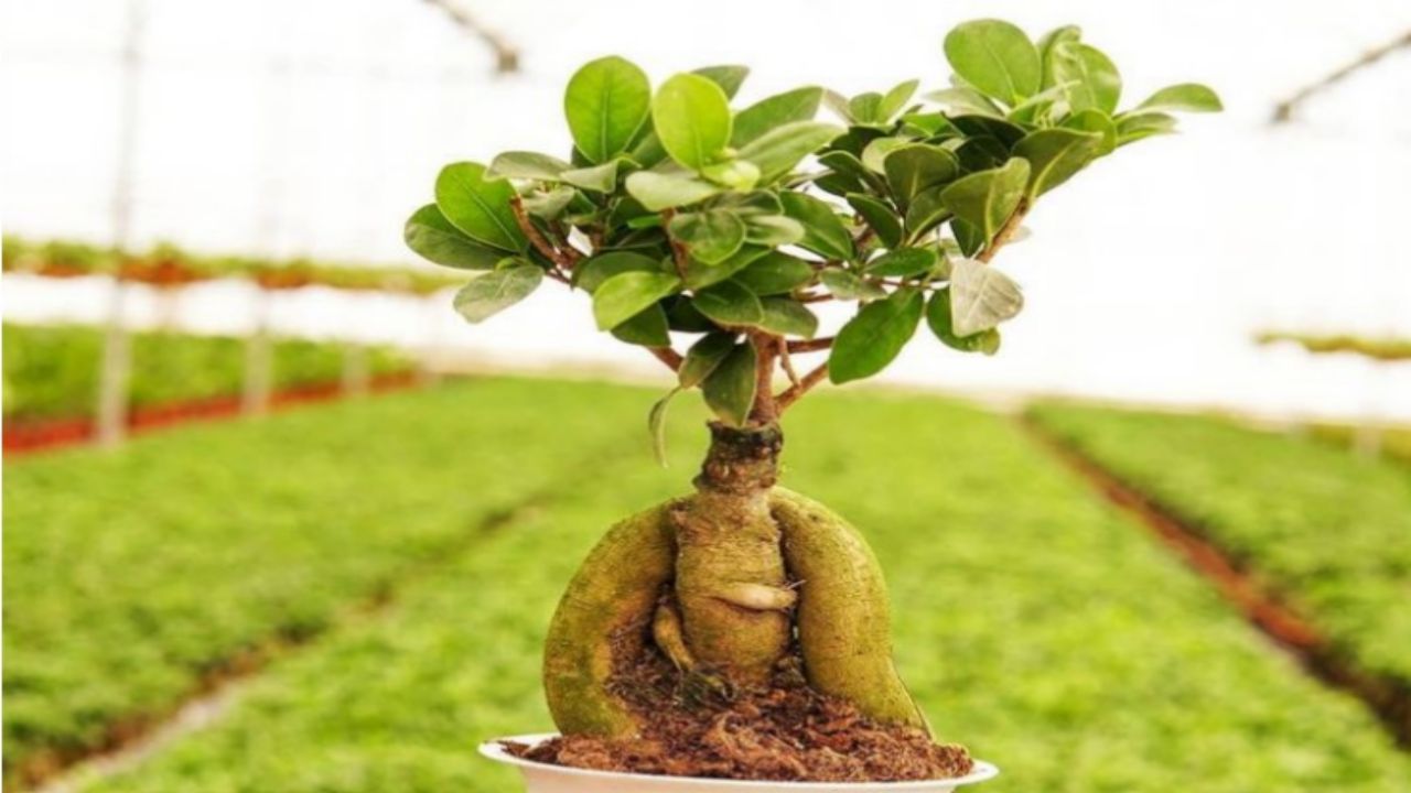 cosa fare scorticamento ficus bonsai