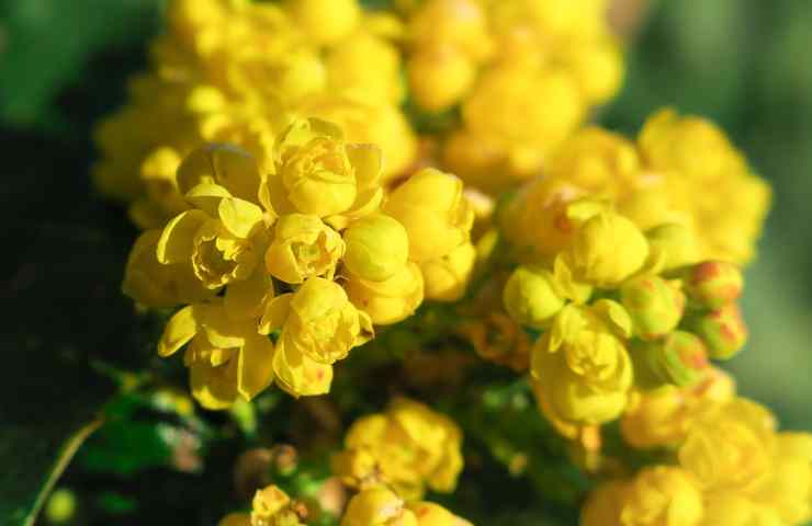 Fiori gialli come curarli