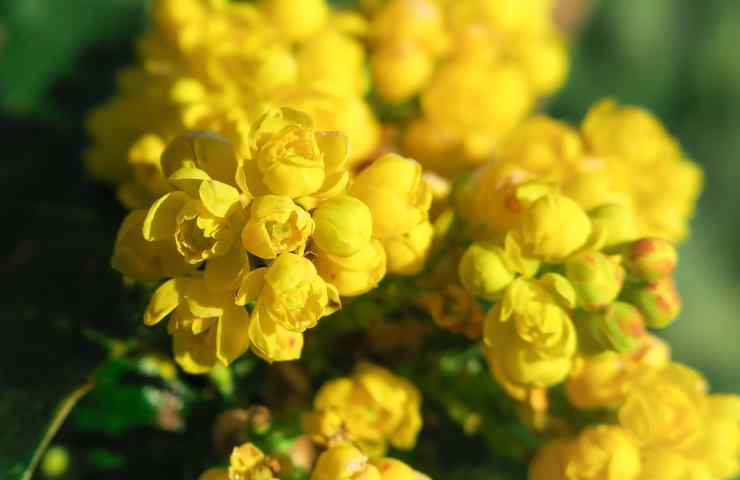 Fiori gialli come curarli 