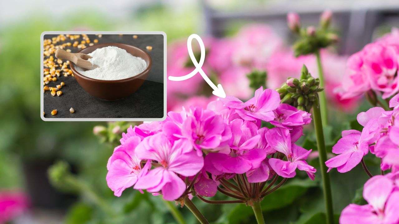 geranio rigoglioso amido mais