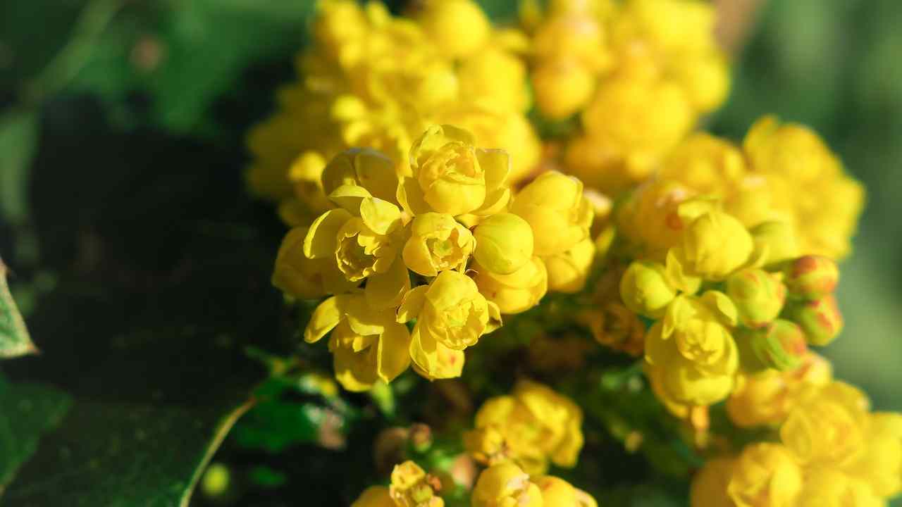 Giardino cure invernali