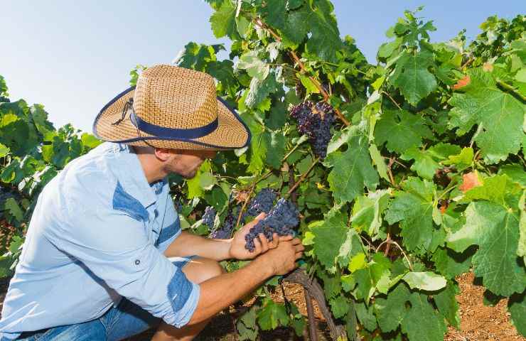 potatore lavoro vitigno