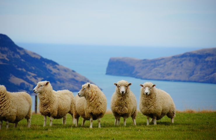 carattere pecore