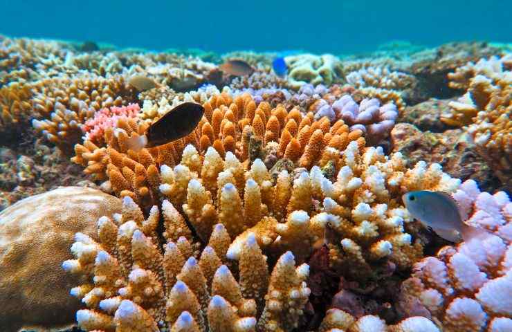 riproduzione coralli vivaio