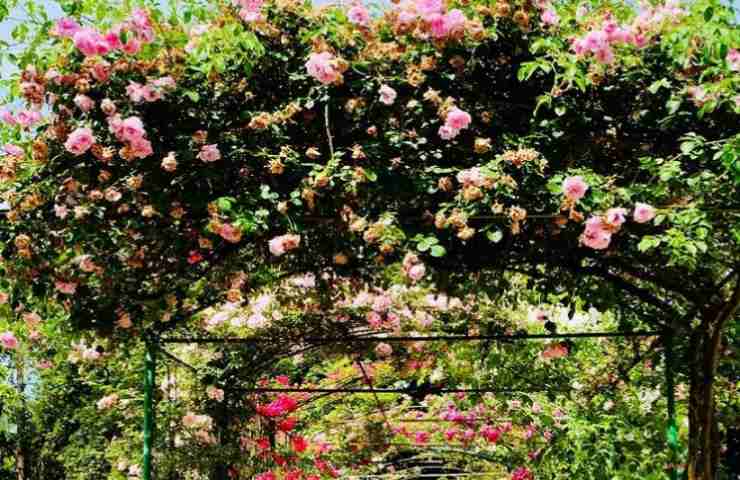 rose scomparse giardino fineschi