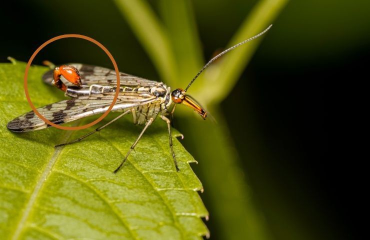 insetto mosca scorpione scoperta
