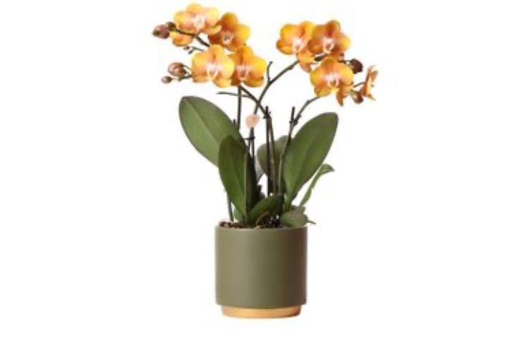 fiori orchidea cura