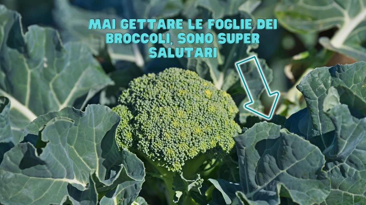 foglie broccolo proprietà
