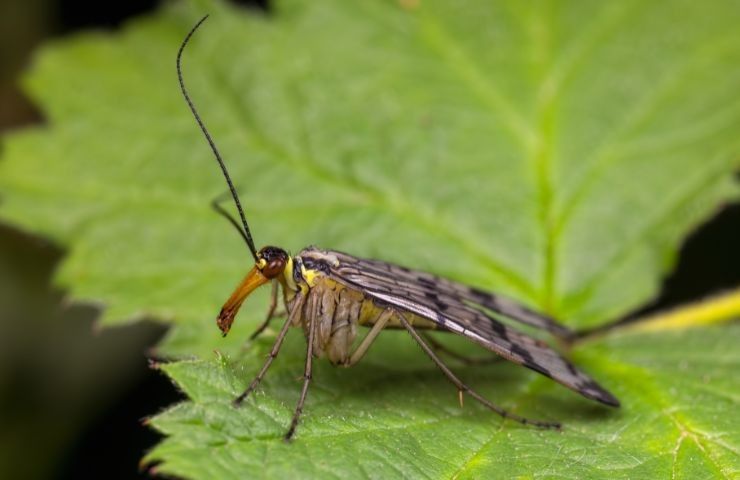 mosca scorpione caratteristiche