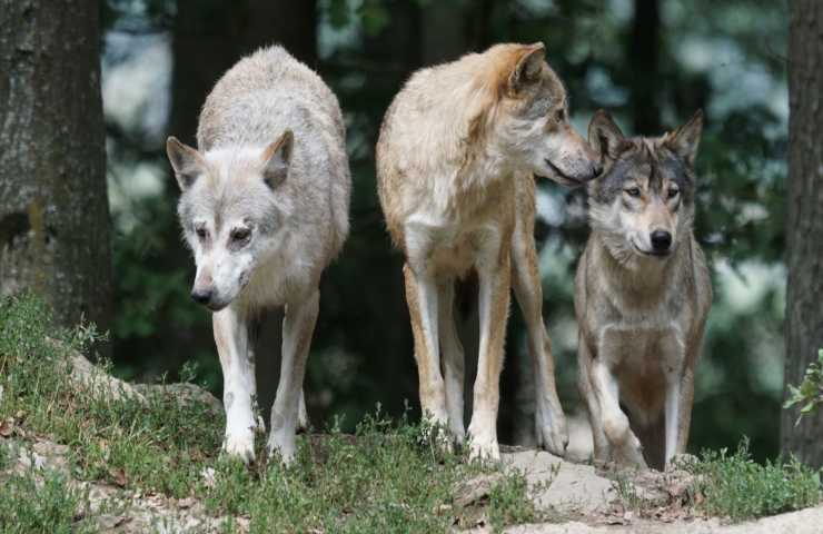 Lupi bosco pericolo uomo 