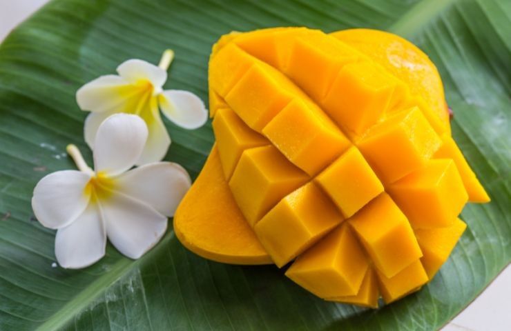 coltivare piantina mango