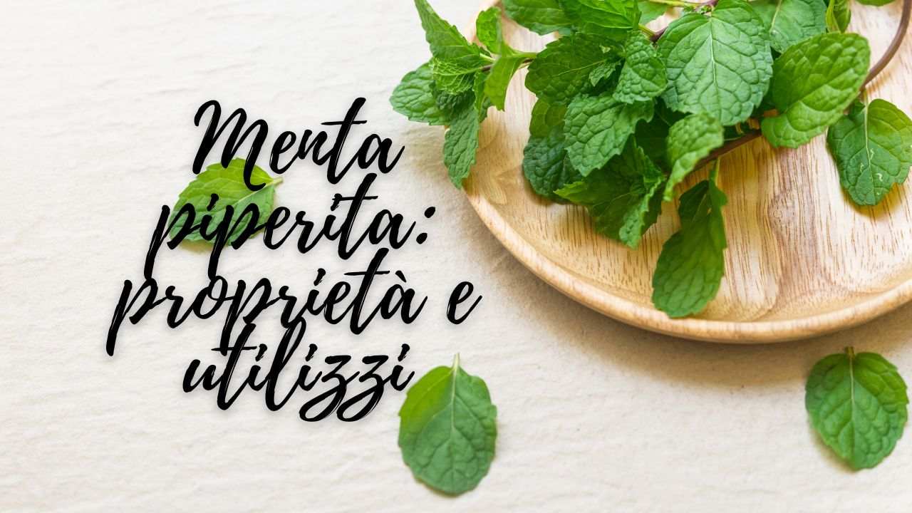 menta piperita