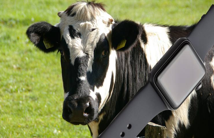 smartwatch per mucche