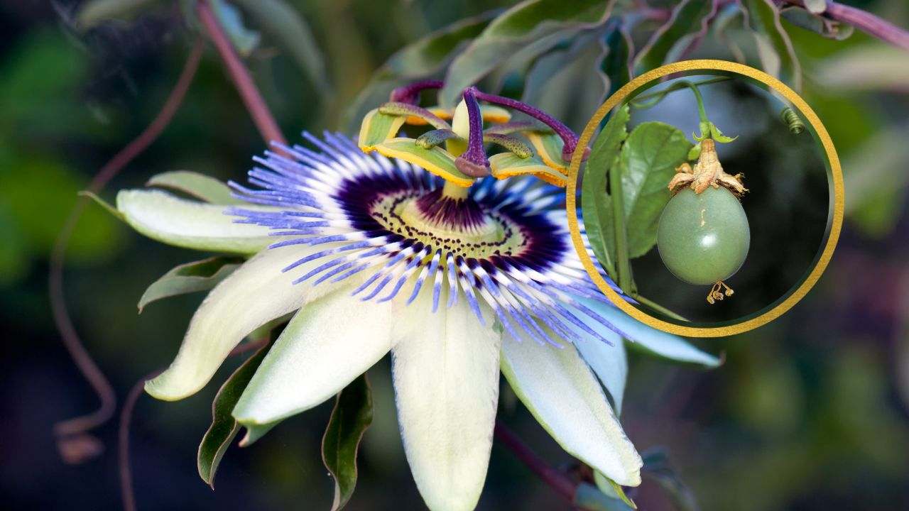 Passiflora edulis