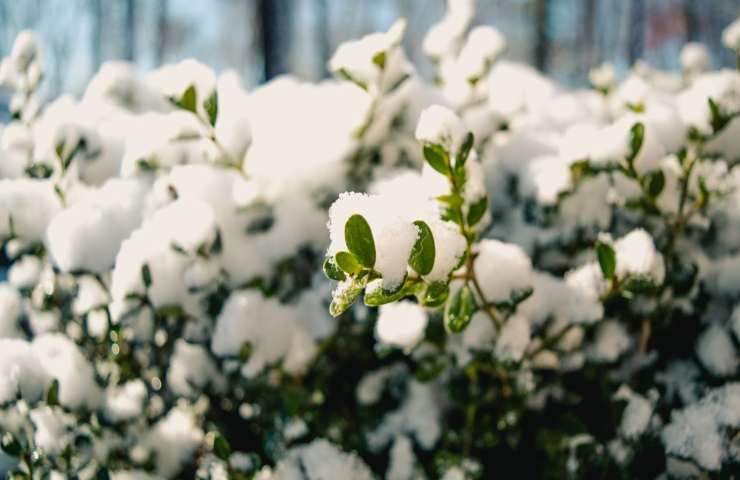 Piante neve consigli giardino 