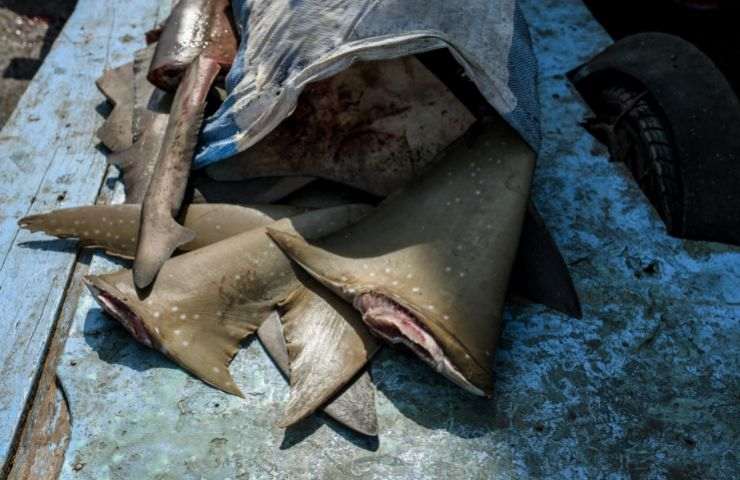 commercio pinne squalo