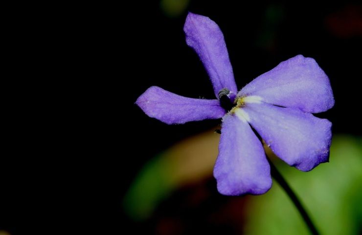 nuova specie pianta Solinopsis