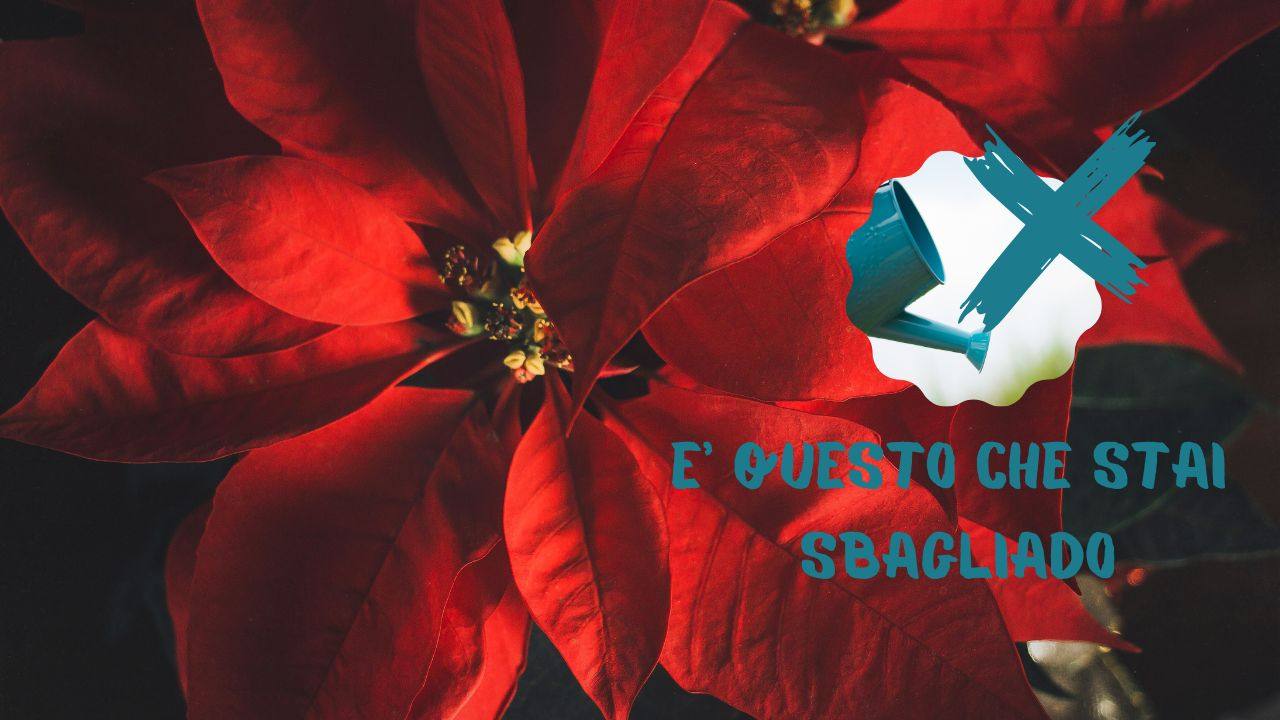 Stella Natale foglie scure cause