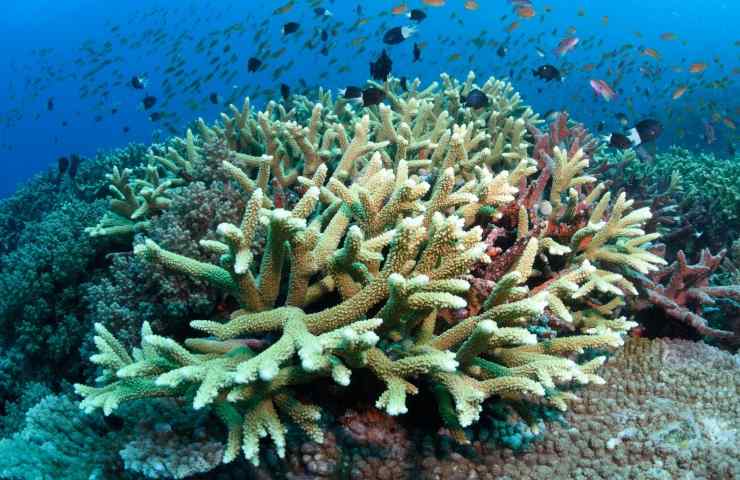 salvezza barriera corallina