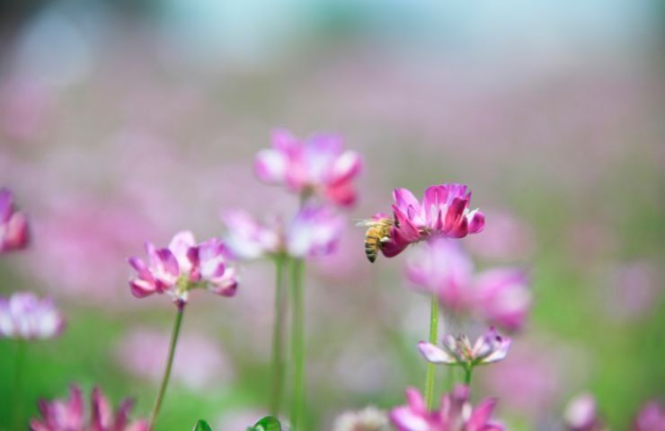 Veccia agricoltura alternativa glifosato 