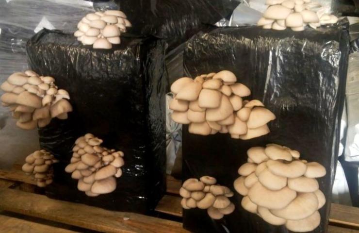 Funghi come si coltivano