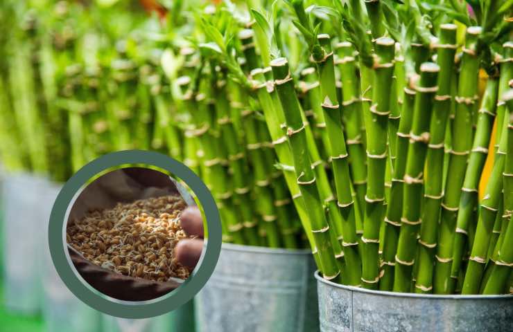 germogli bambù fitoterapia