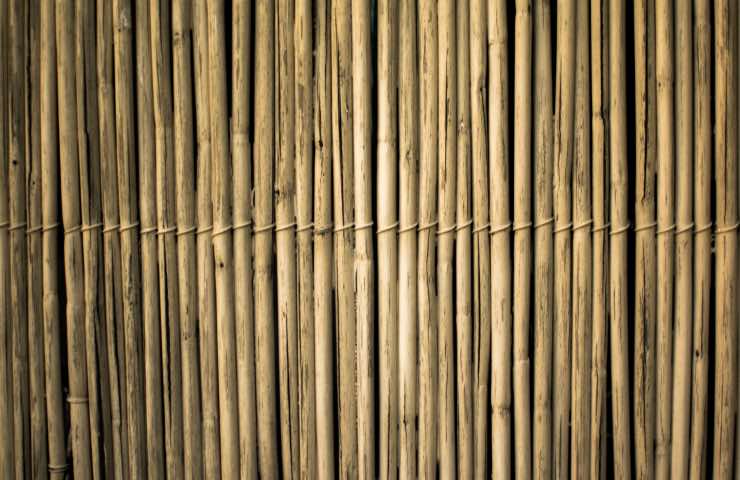 bambù legno caratteristiche 