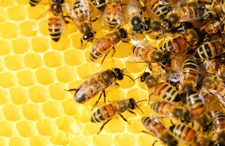 insetti api miele
