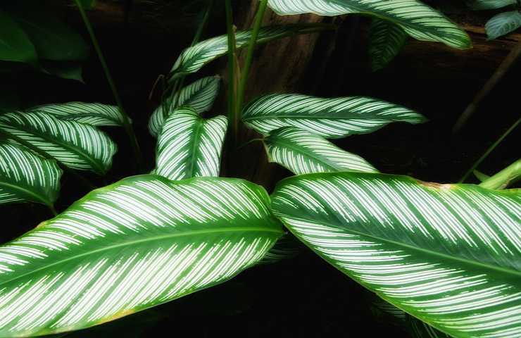 piante verdi calathea