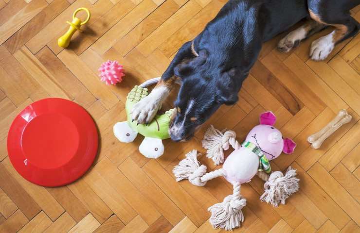 cane regalo natale