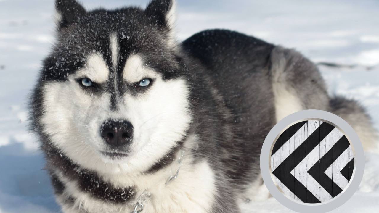 cane differenze vista